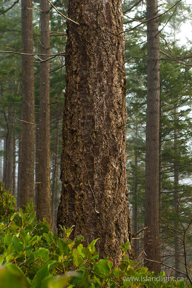 Plant  photo from  Cortes Island, BC Canada.