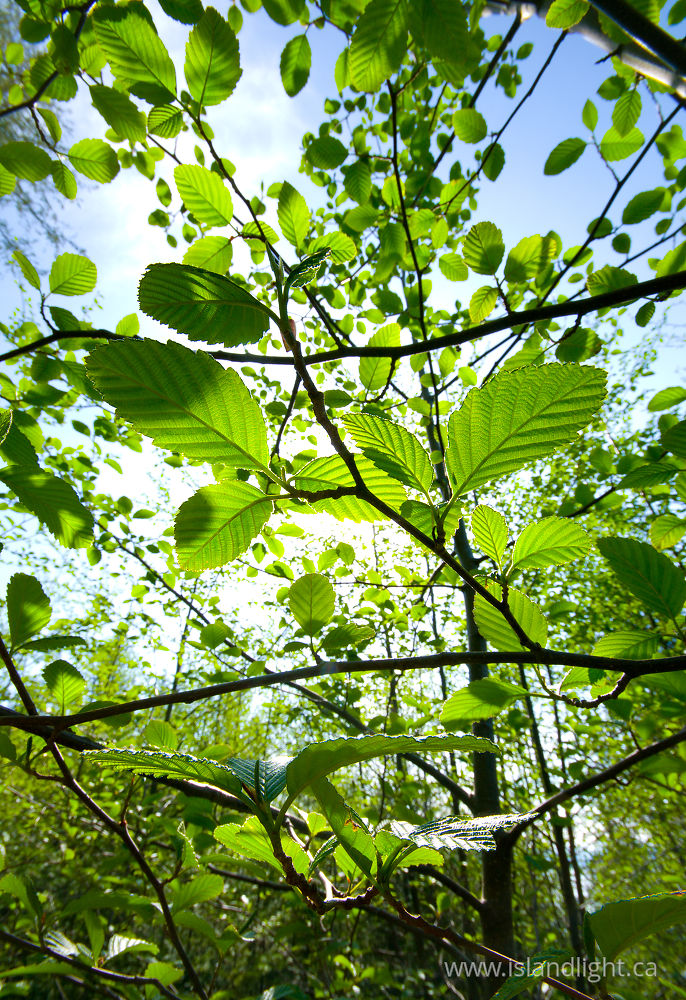 Plant  photo from  Cortes Island, BC Canada.