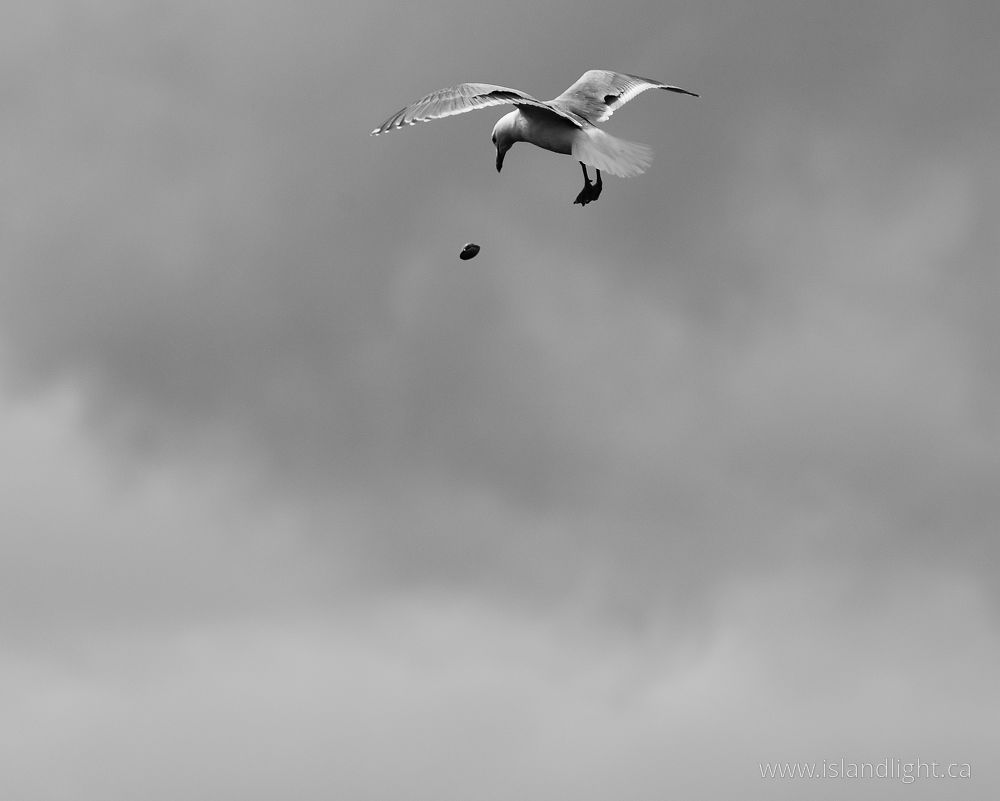 Bird photo from  Cortes Island, British Columbia Canada.