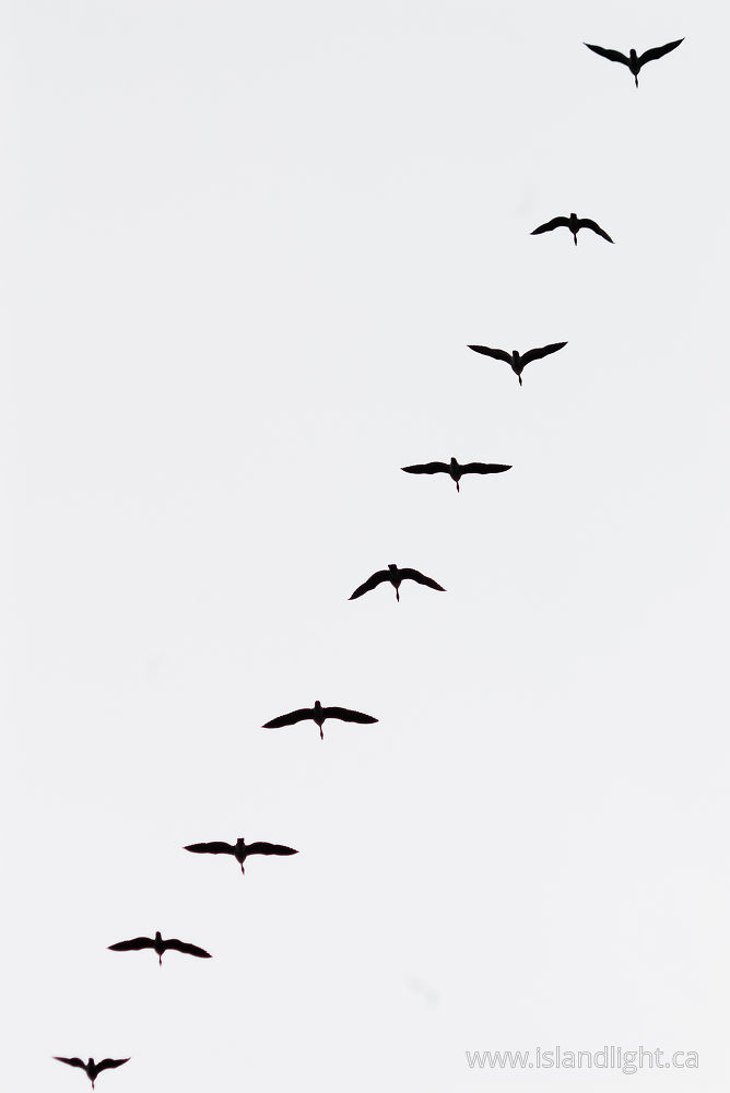 Bird photo from  Cortes Island, BC Canada.