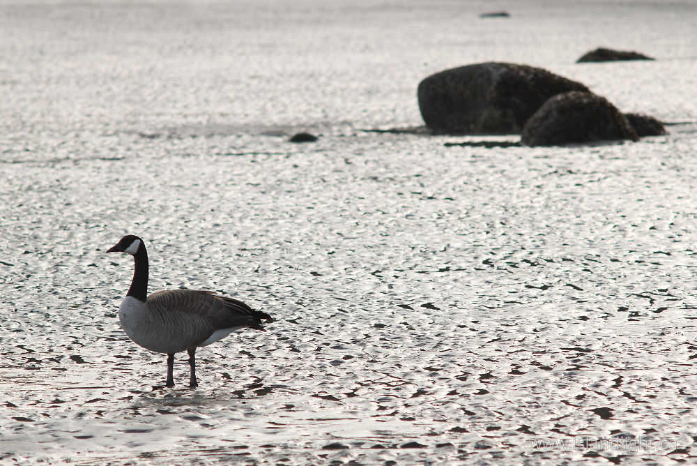 Bird  photo from  Cortes Island, BC Canada.