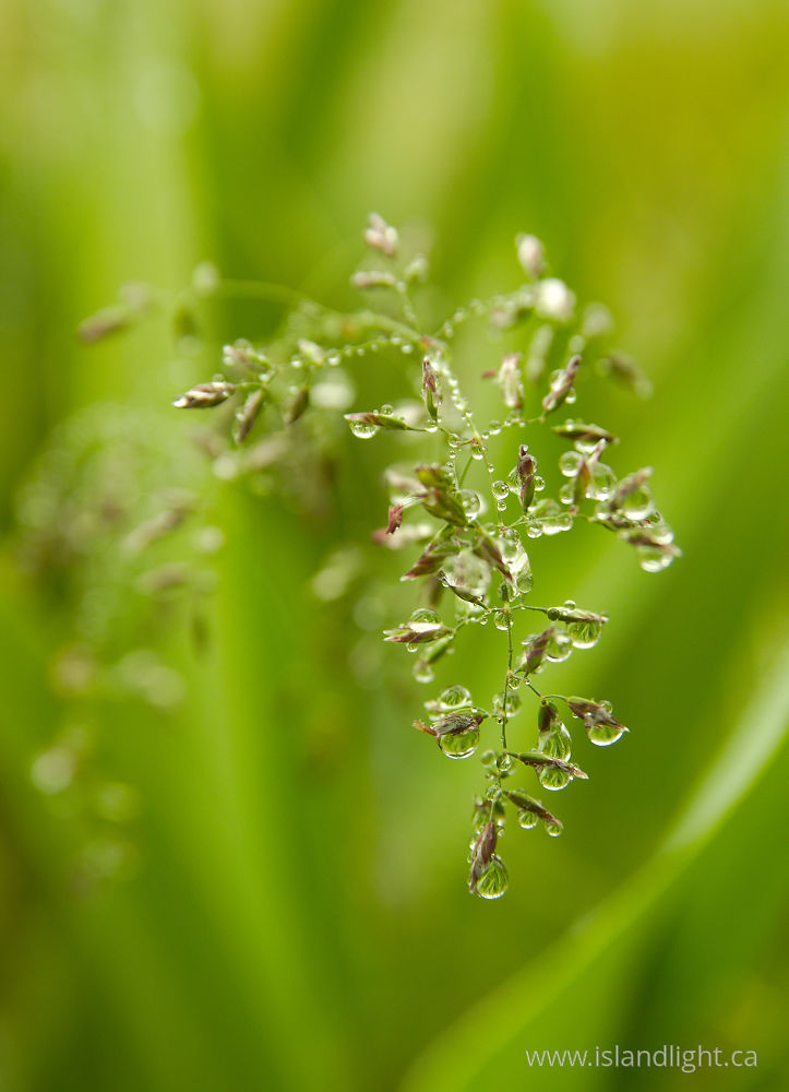 Plant  photo from  Cortes Island, British Columbia Canada.