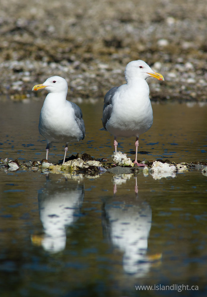 Bird  photo from Mansons Landing Cortes Island, BC Canada.
