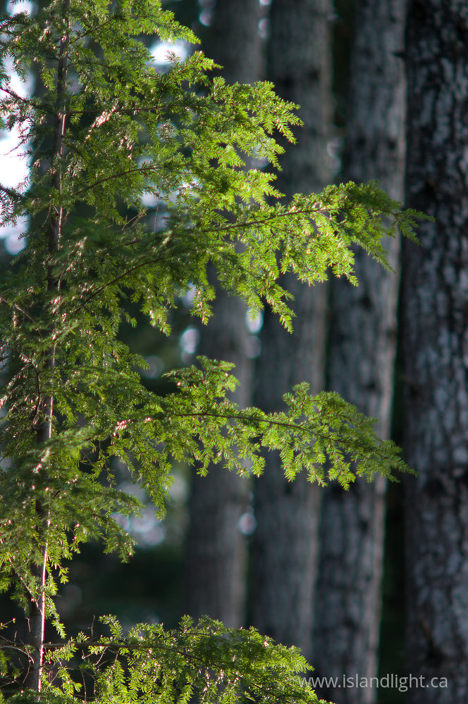 Plant photo from  Cortes Island, BC Canada.