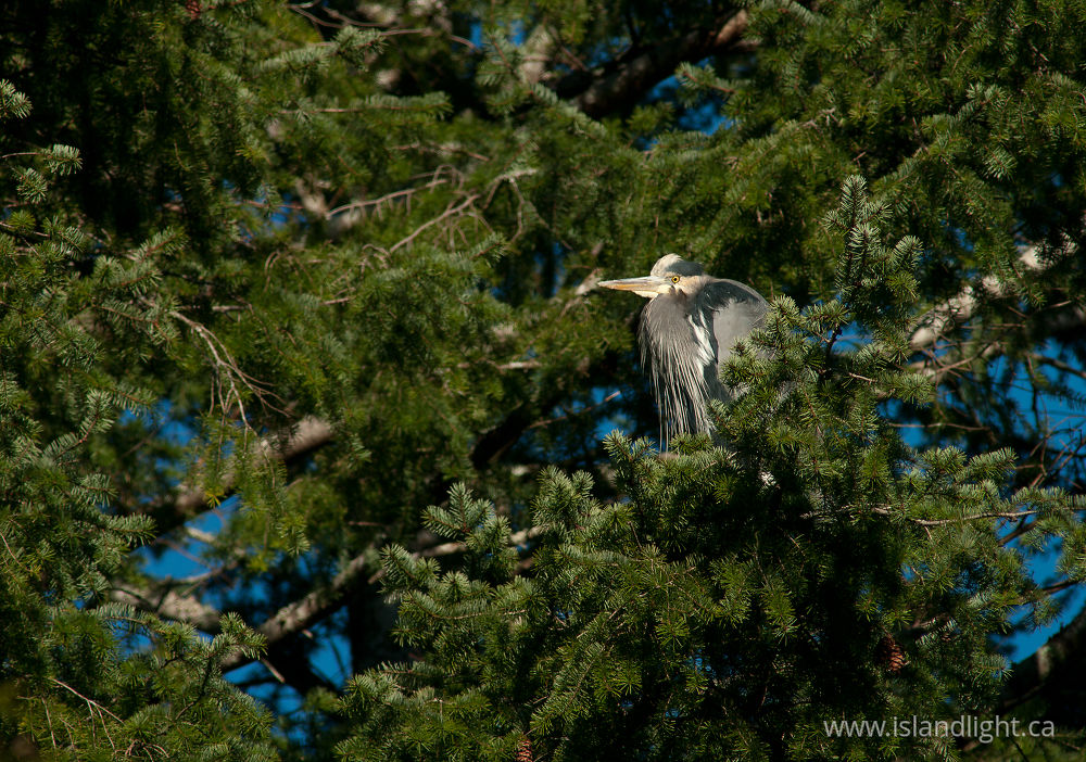Bird  photo from  Cortes Island, BC Canada.