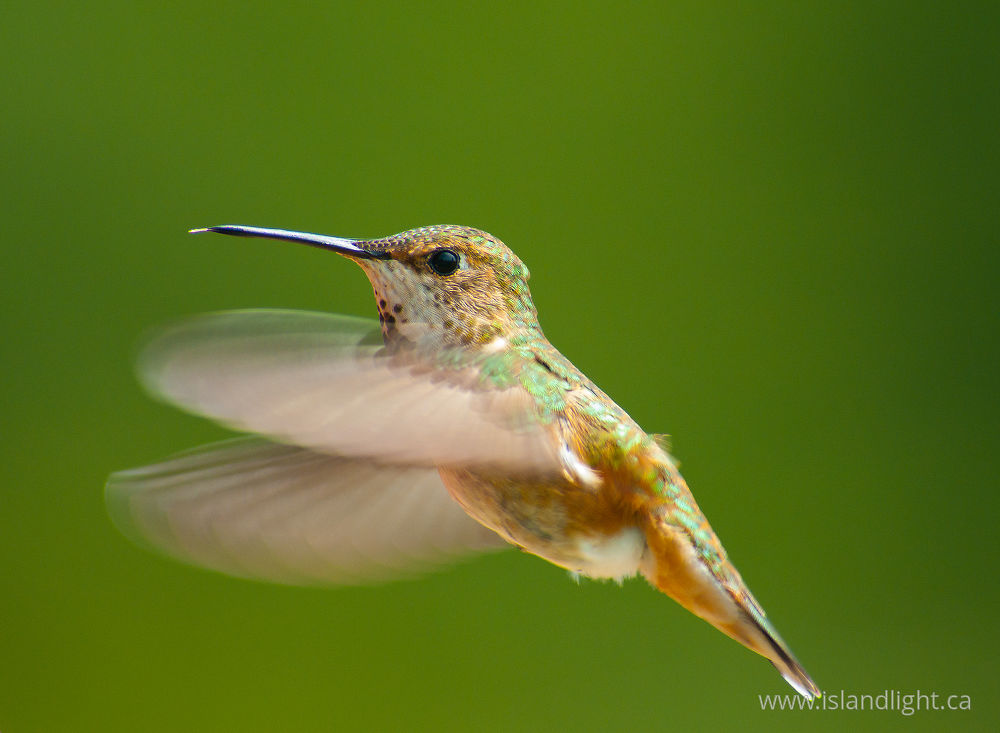 Bird  photo from  Cortes Island, BC Canada.