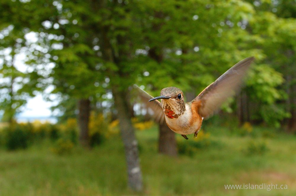 Bird  photo from  Cortes Island, British Columbia Canada.