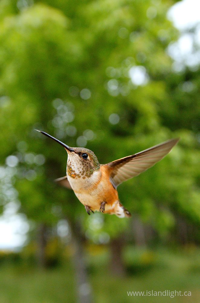 Bird  photo from  Cortes Island, British Columbia Canada.