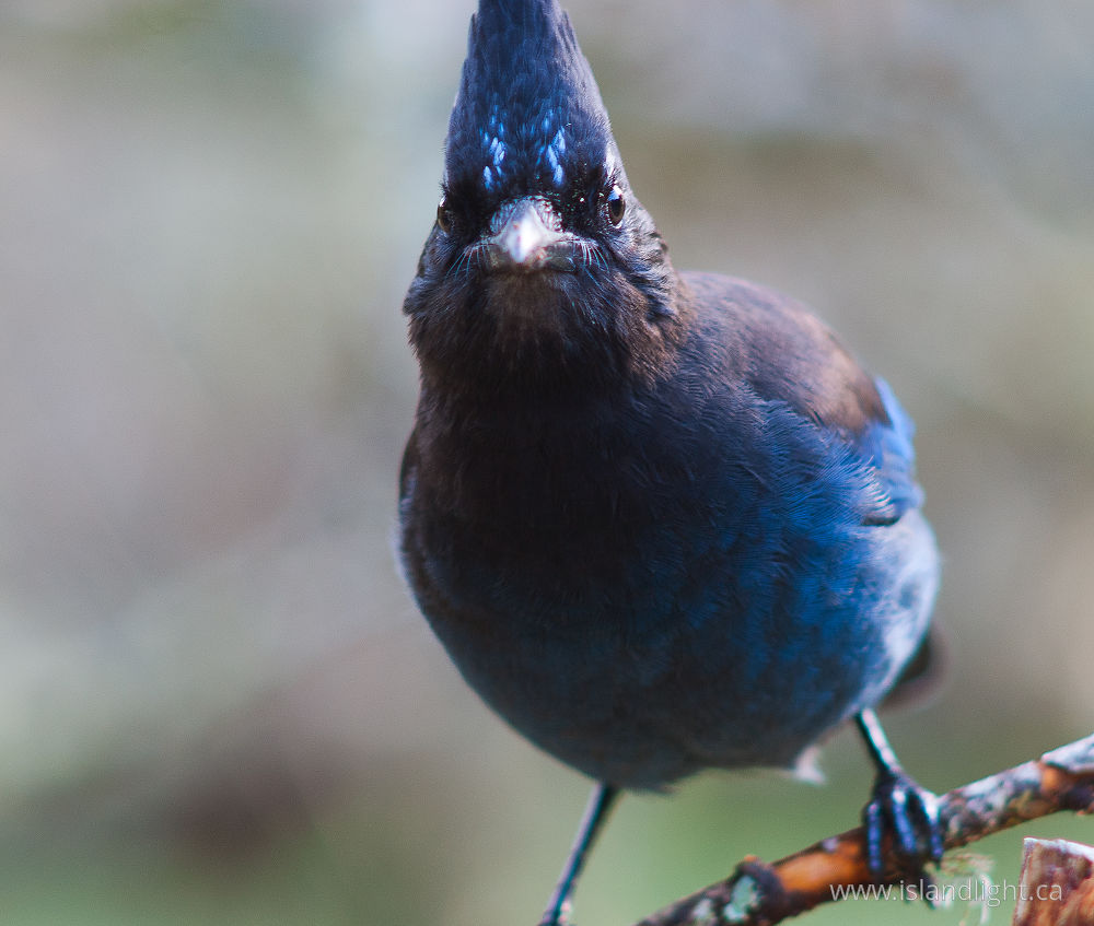Bird photo from  Cortes Island, BC Canada.