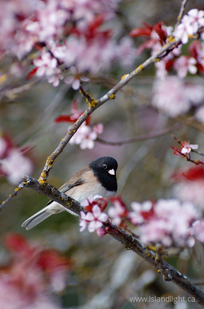 Bird photo from  Cortes Island, British Columbia Canada.