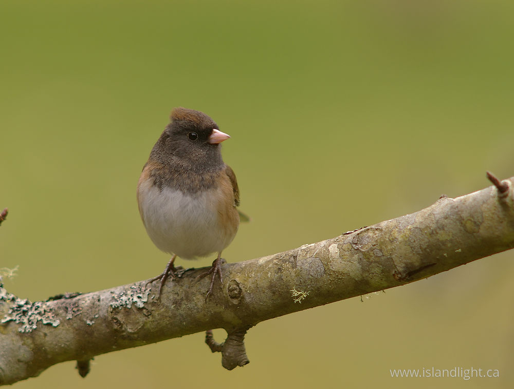 Bird photo from  Cortes Island, BC Canada.