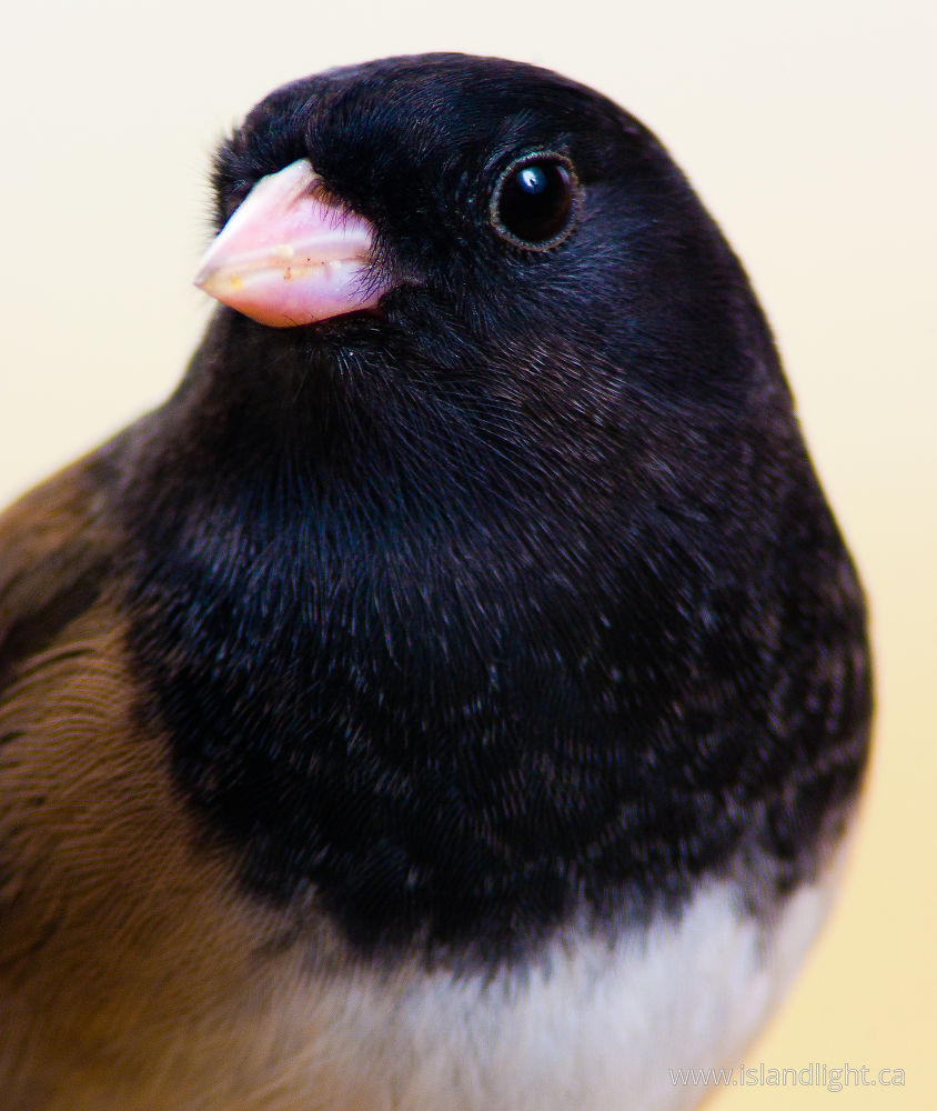 Bird  photo from  Cortes Island, BC Canada.