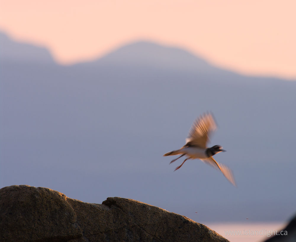 Bird  photo from Smelt Bay Cortes Island, BC Canada.