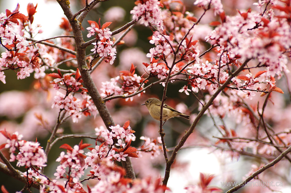 Bird photo from  Cortes Island, British Columbia Canada.
