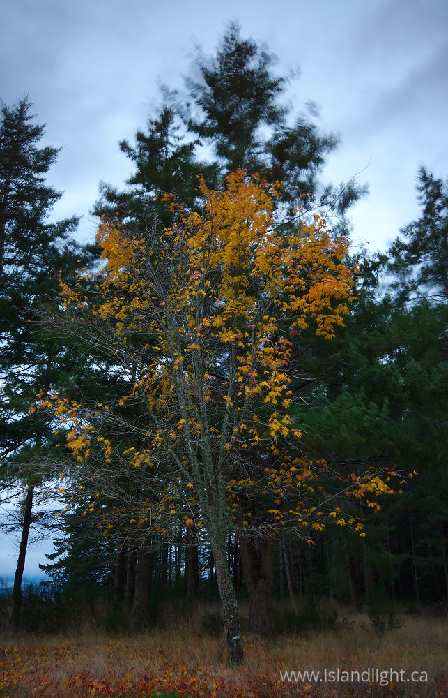 Landscape  photo from  Cortes Island, British Columbia Canada.