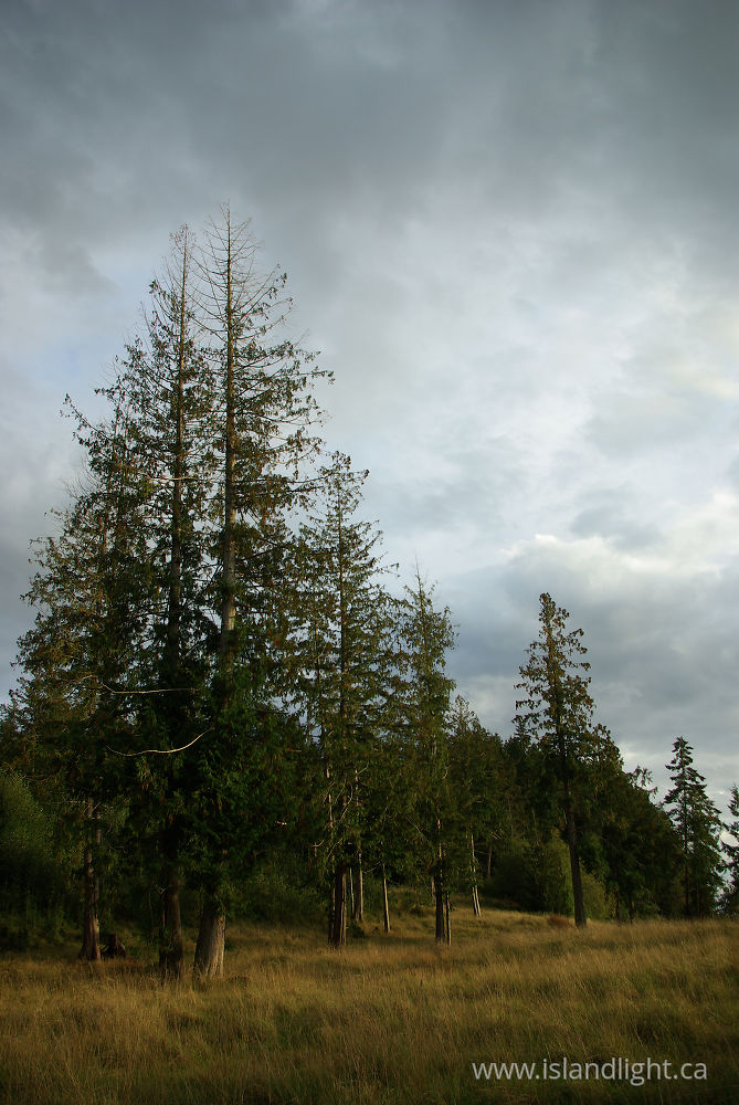 Landscape photo from Smelt Bay Cortes Island, BC Canada.