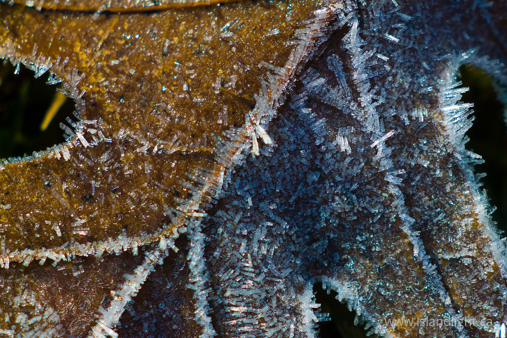 Plant photo from  Cortes Island, BC Canada.