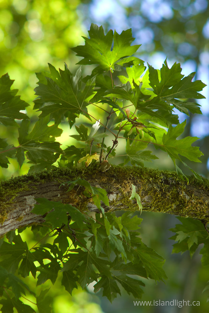 Plant photo from Mansons Landing Cortes Island, BC Canada.
