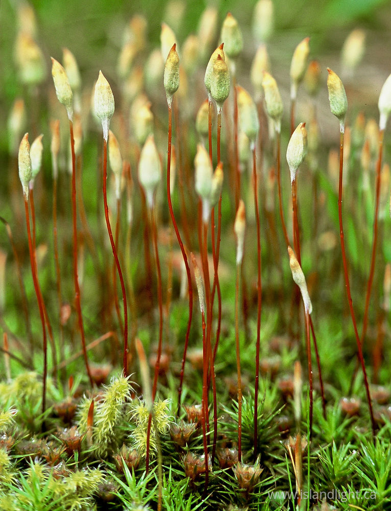Plant photo from  Cortes Island, BC Canada.