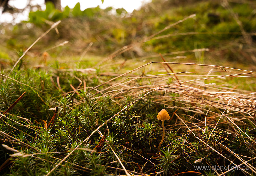 Plant  photo from Green Mountain Cortes Island, British Columbia Canada.