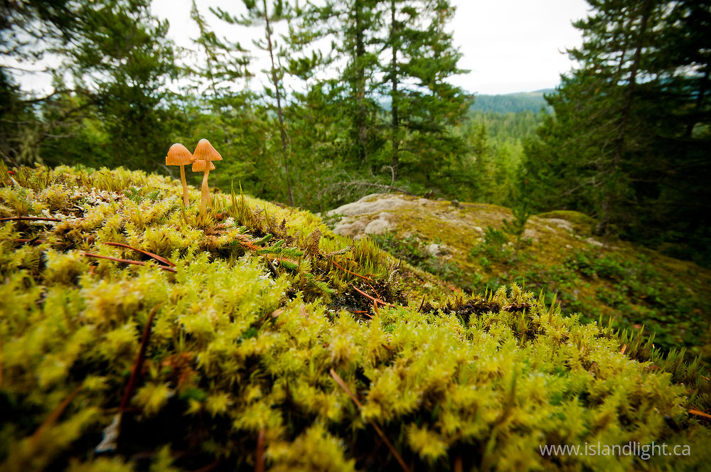 Plant  photo from Green Mountain Cortes Island, British Columbia Canada.