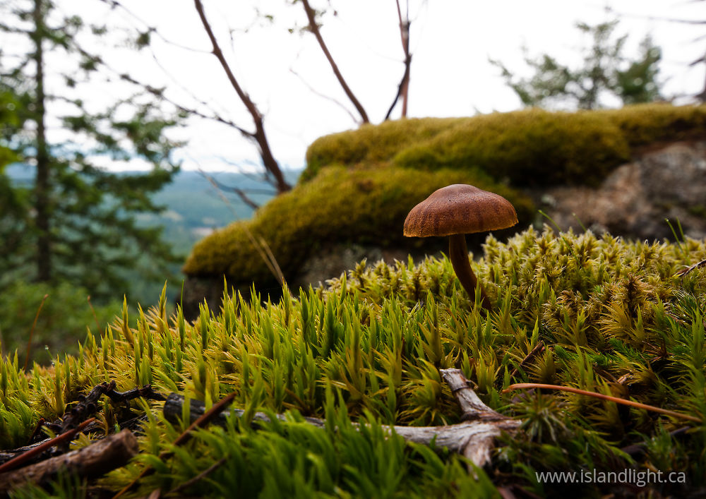 Plant  photo from Green Mountain Cortes Island, BC Canada.