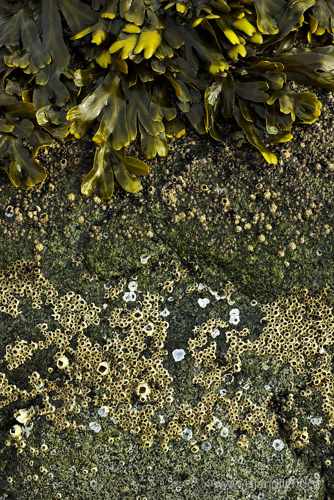 Other  photo from  Cortes Island, BC Canada.