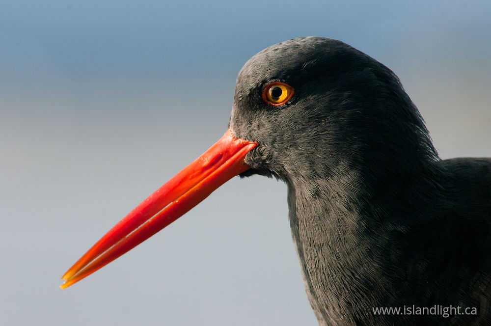 Bird photo from  Cortes Island, British Columbia Canada.