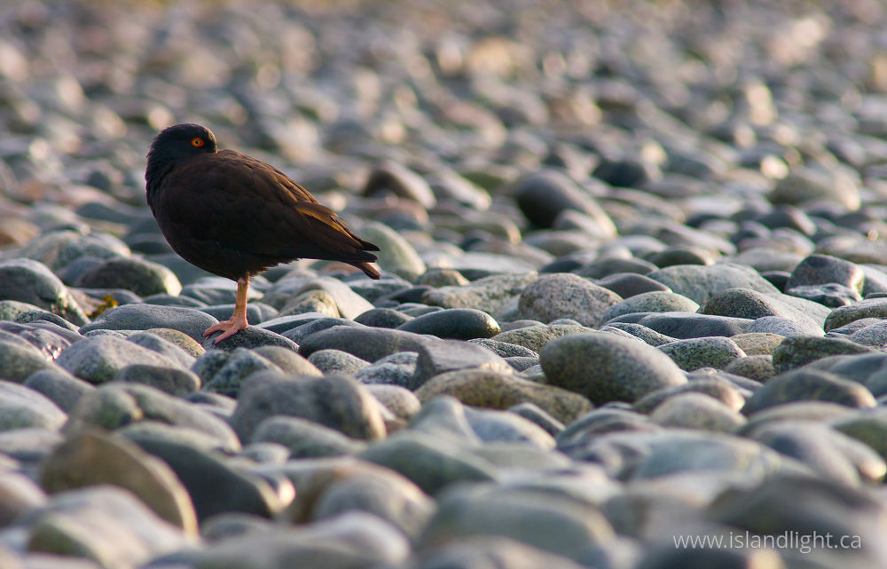 Bird  photo from  Cortes Island, BC Canada.