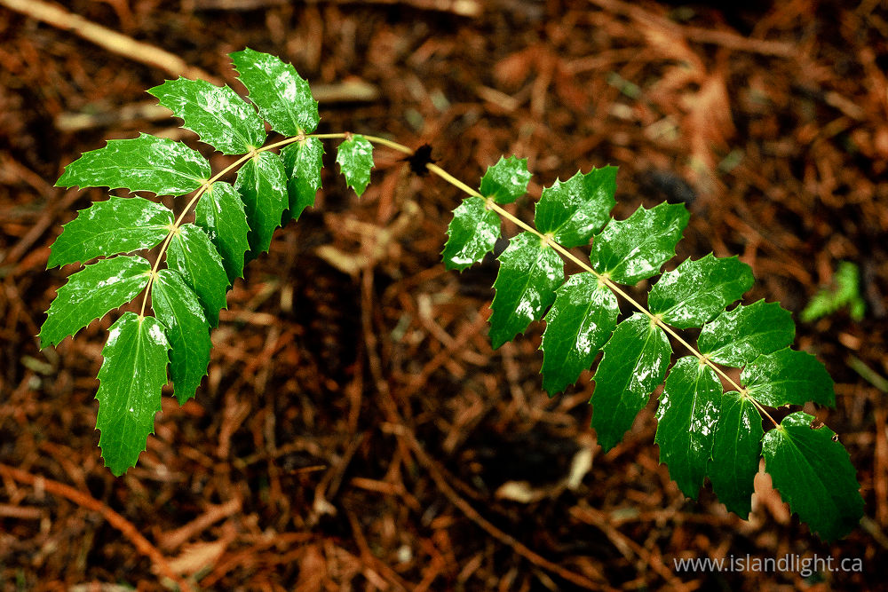Plant photo from  Cortes Island, BC Canada.