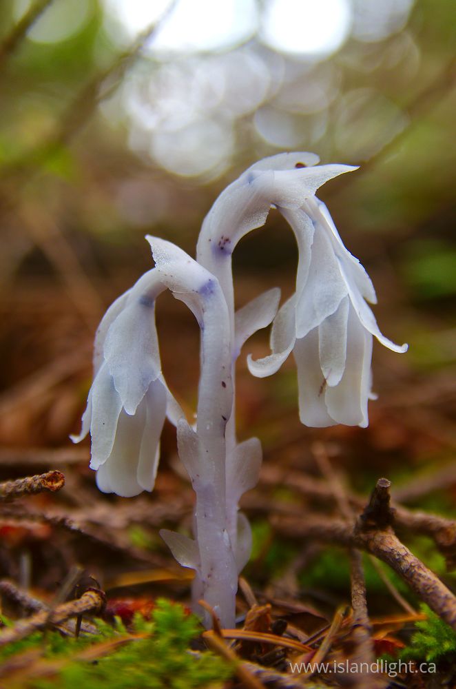 Plant  photo from  Cortes Island, British Columbia Canada.