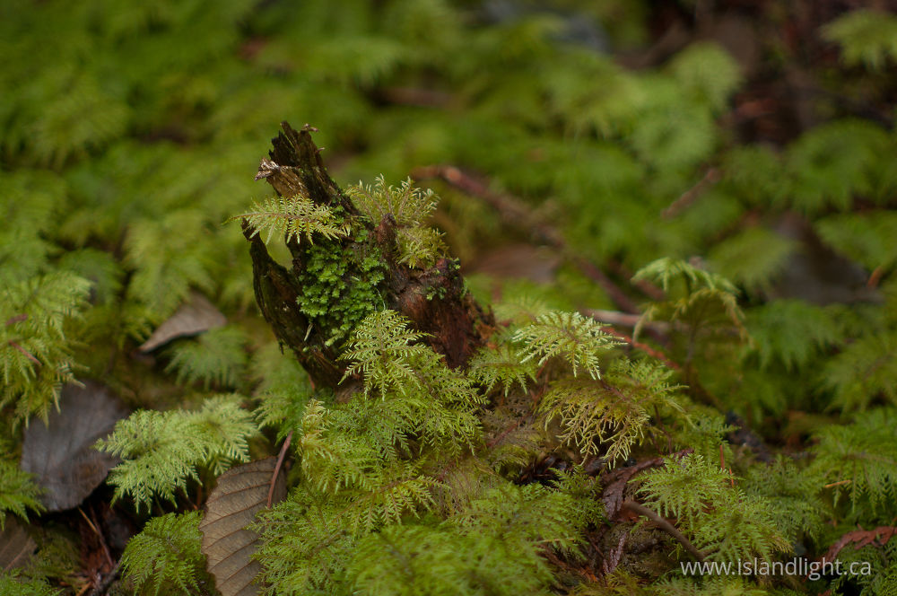 Plant  photo from Basil Brook Cortes Island, BC Canada.