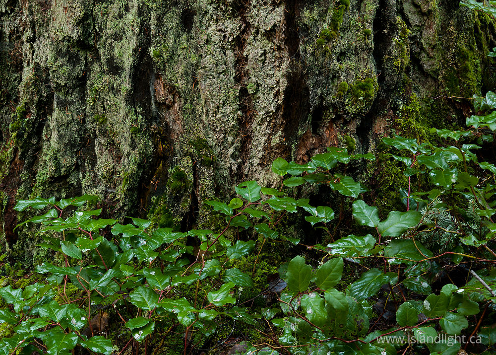 Plant  photo from Basil Brook Cortes Island, BC Canada.