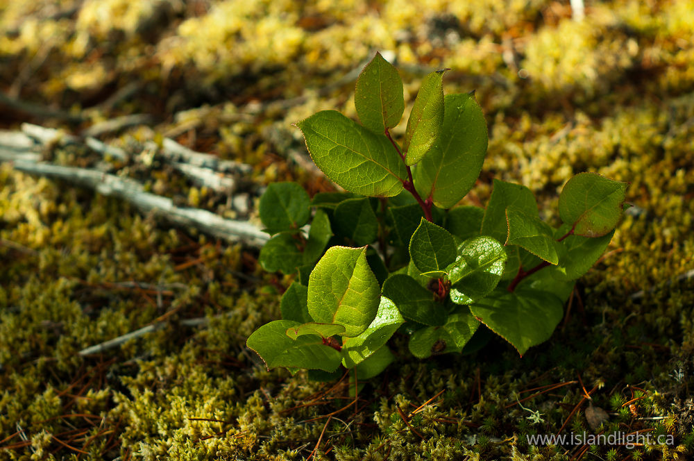 Plant  photo from Green Mountain Cortes Island, BC Canada.