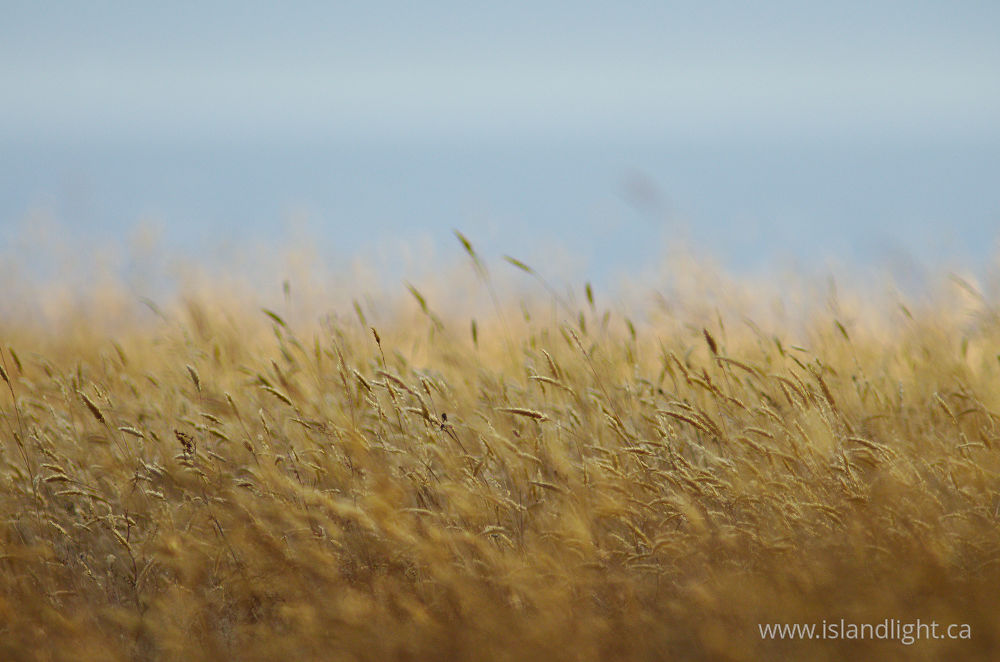 Plant  photo from  cortes island, British Columbia Canada.