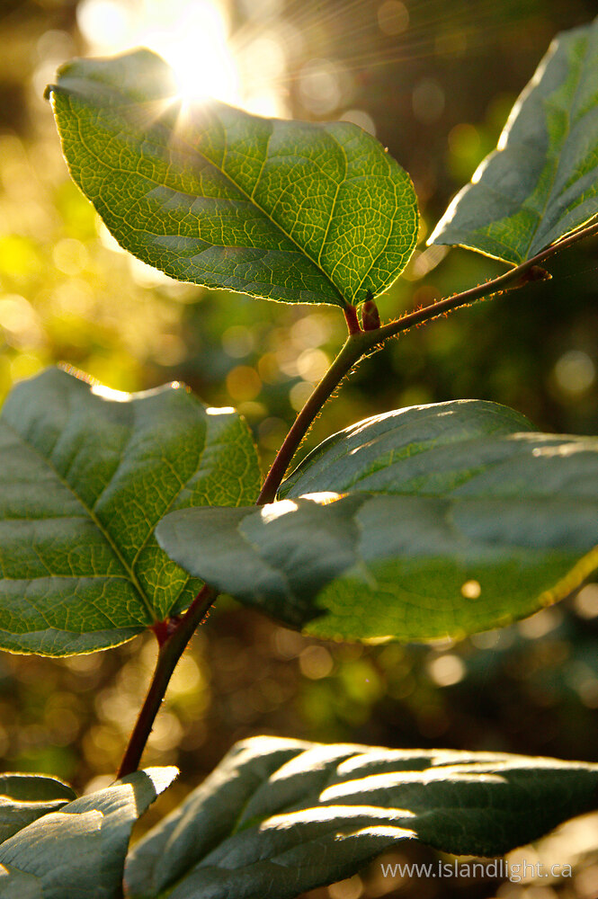 Plant  photo from  Cortes Island, British Columbia Canada.