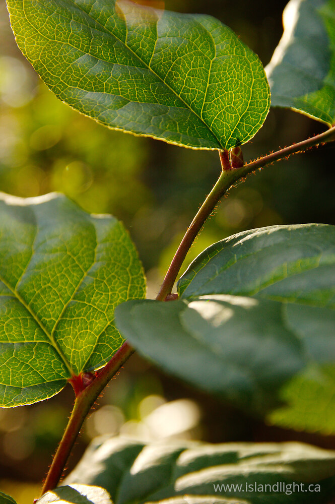 Plant  photo from  Cortes Island, British Columbia Canada.