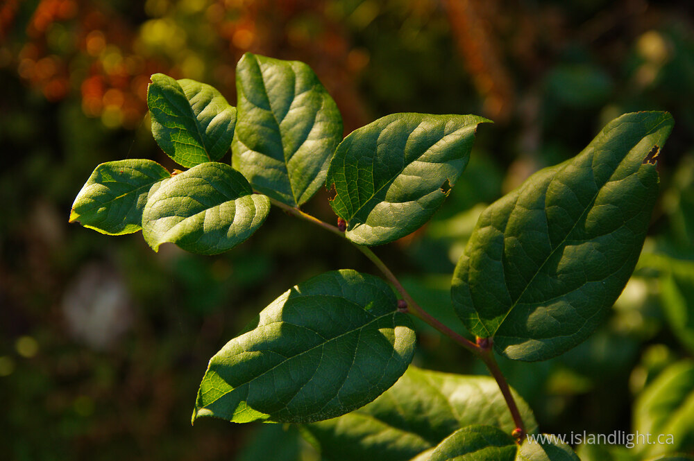 Plant  photo from  Cortes Island, British Columbia Canada.