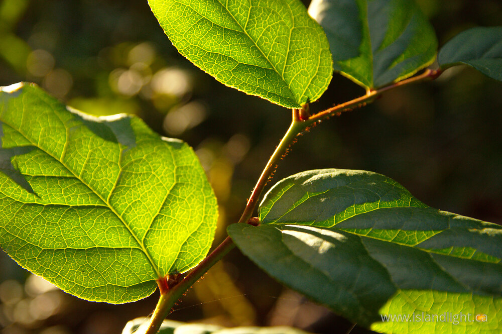 Plant  photo from  Cortes Island, British Columbia Canada.
