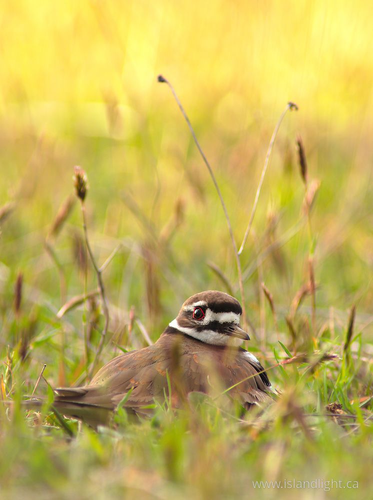 Bird photo from  Cortes Island, British Columbia Canada.