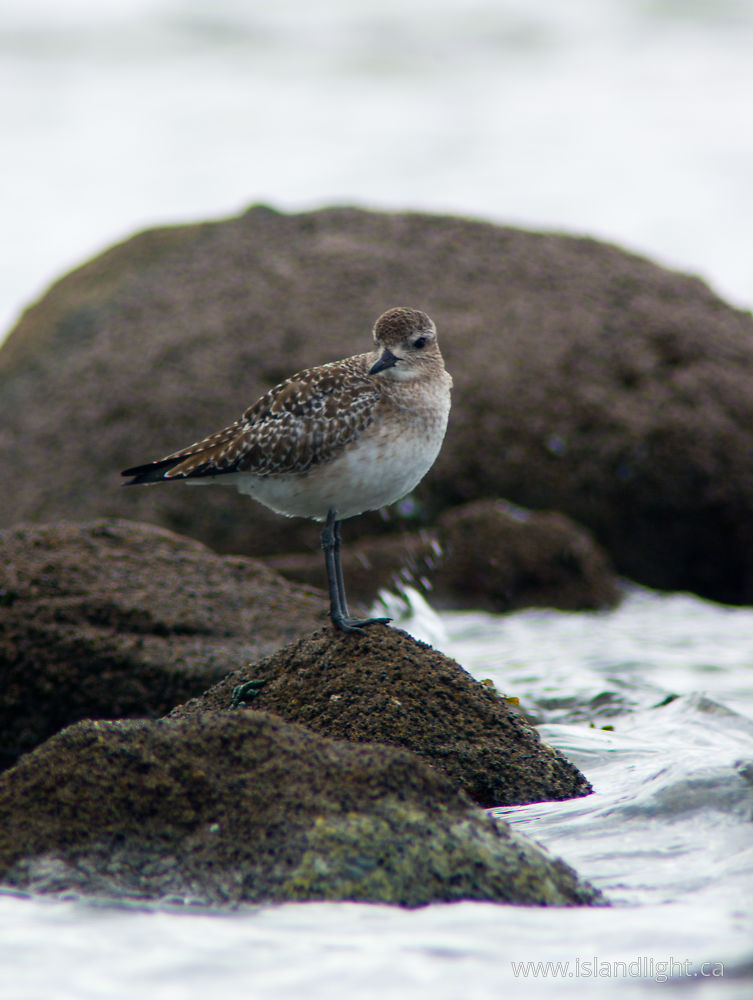 Bird  photo from Smelt Bay Cortes Island, BC Canada.