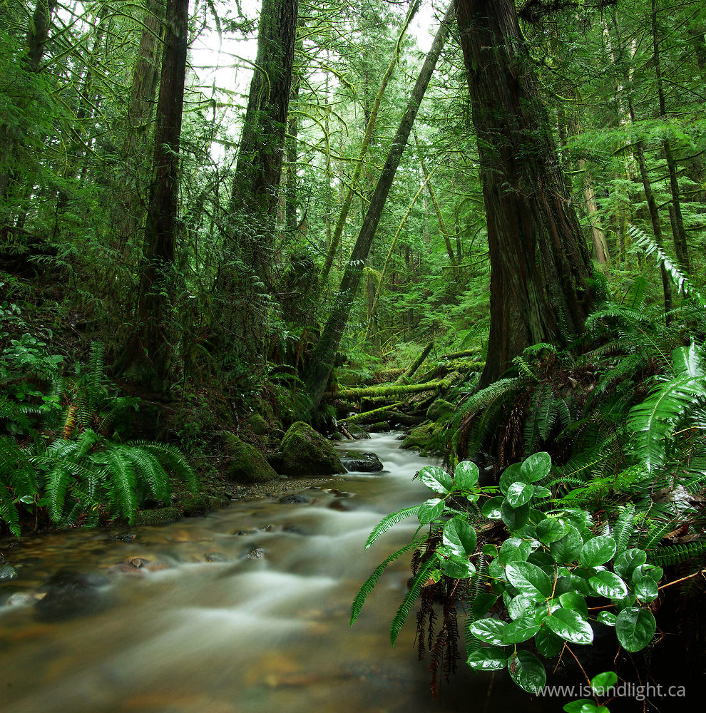 Landscape photo from Gorge Harbour Cortes Island, BC Canada.