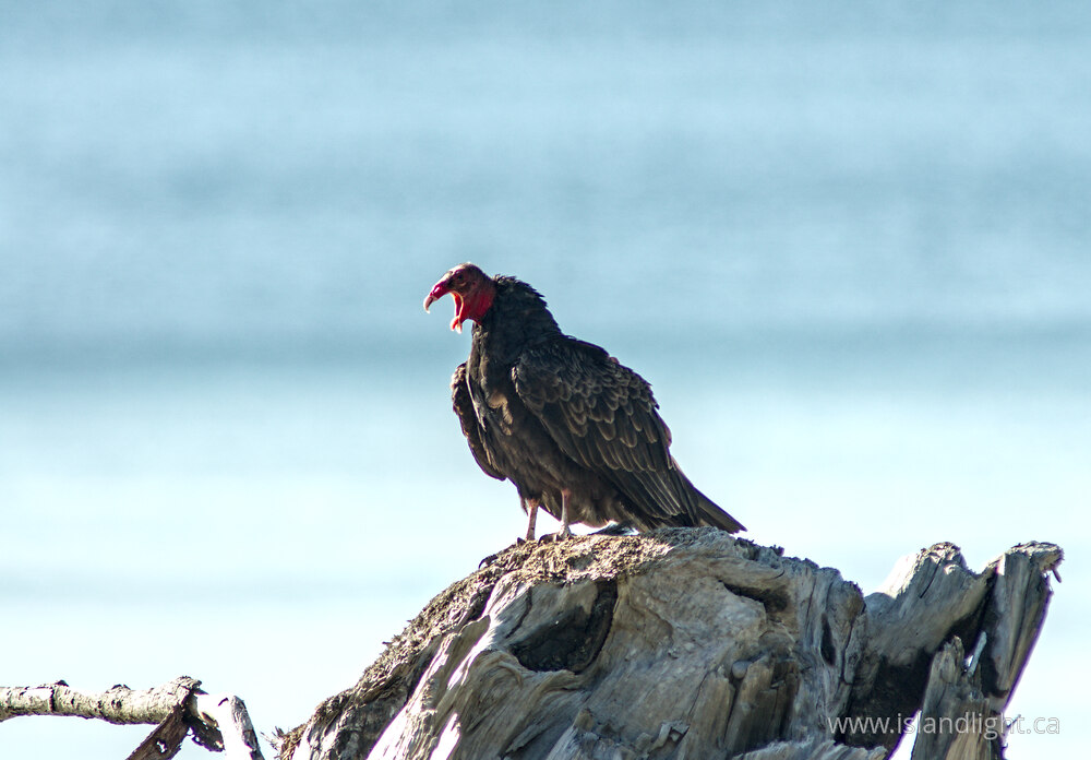 Bird  photo from  Cortes Island, British Columbia Canada.