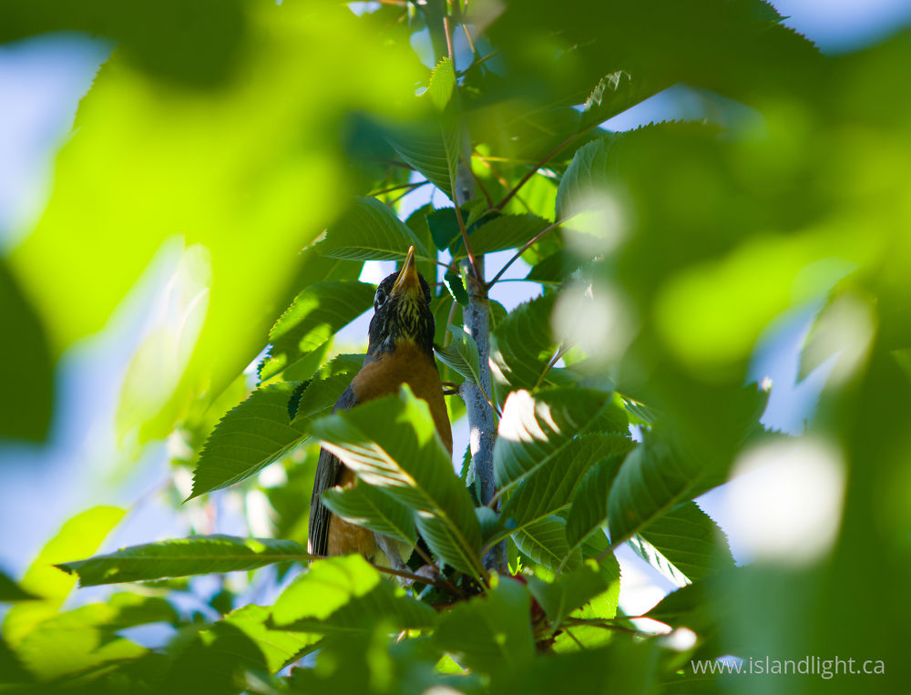 Bird  photo from Smelt Bay Cortes Island, BC Canada.