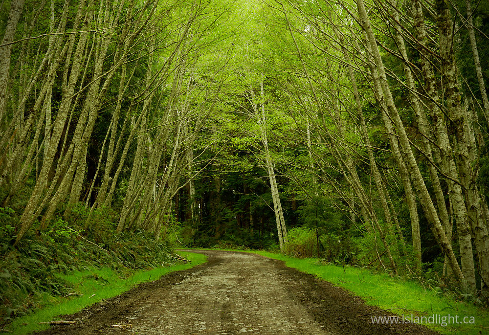 Landscape  photo from  Cortes Island, British Columbia Canada.