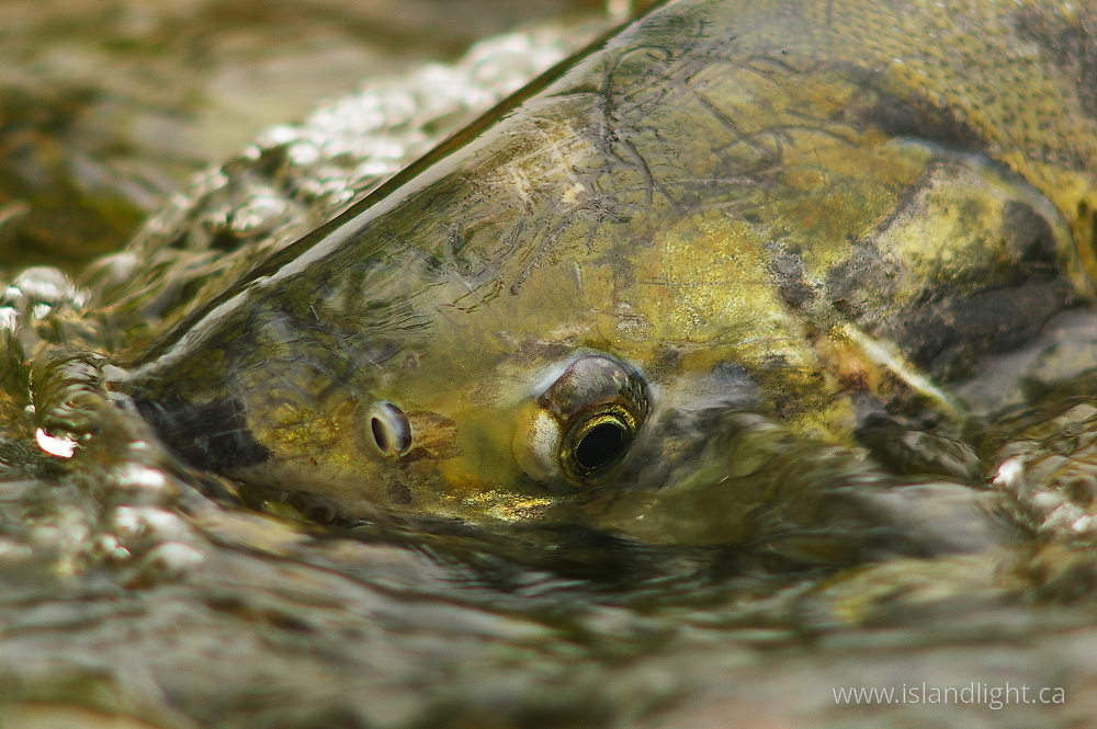 Fish photo from Basil Brook Cortes Island, BC Canada.