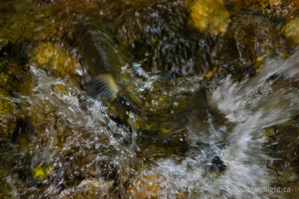 Fish photo from Squirrel Cove Cortes Island, BC Canada.