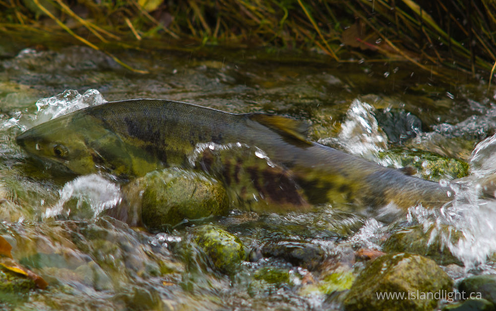 Fish photo from Squirrel Cove Cortes Island, BC Canada.