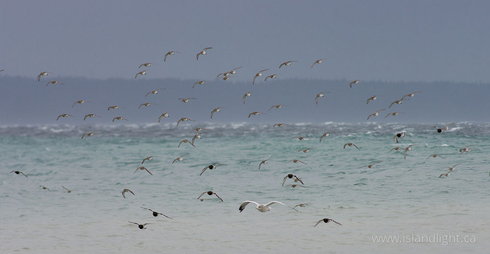 Bird  photo from  Cortes Island, British Columbia Canada.
