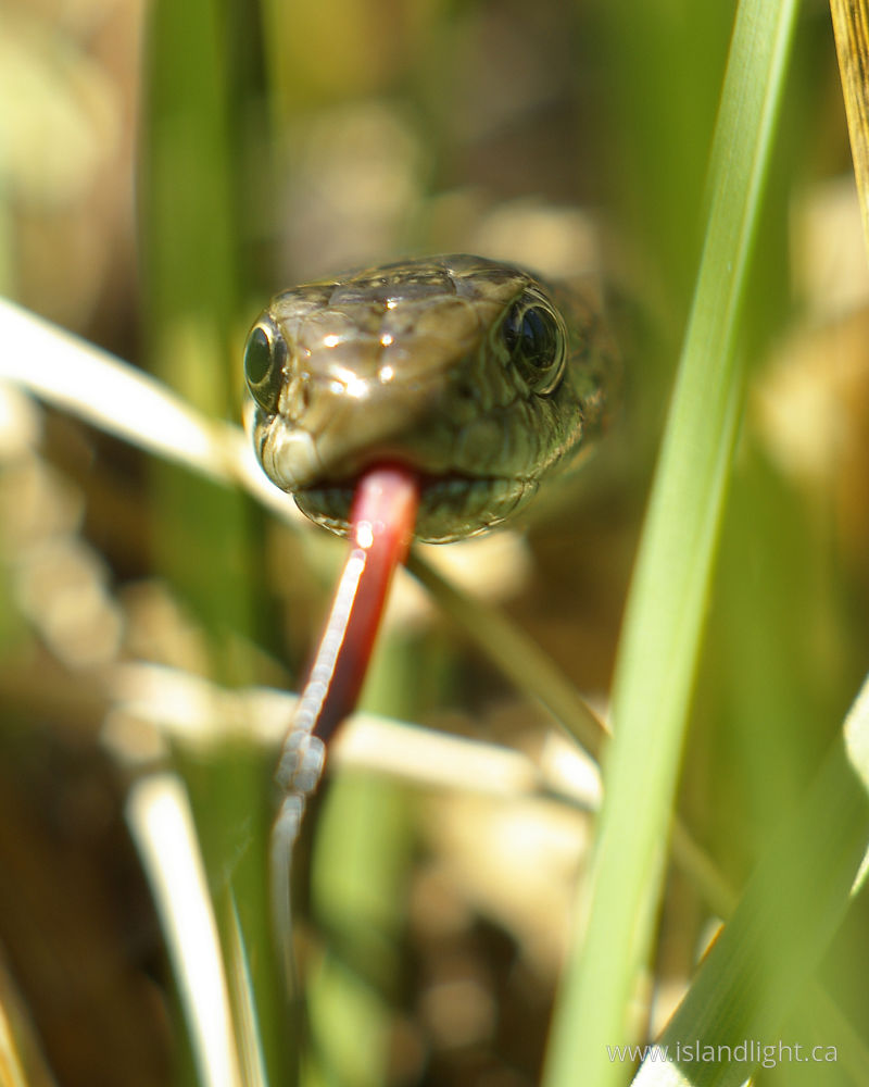 Reptile photo from  Cortes Island, BC Canada.